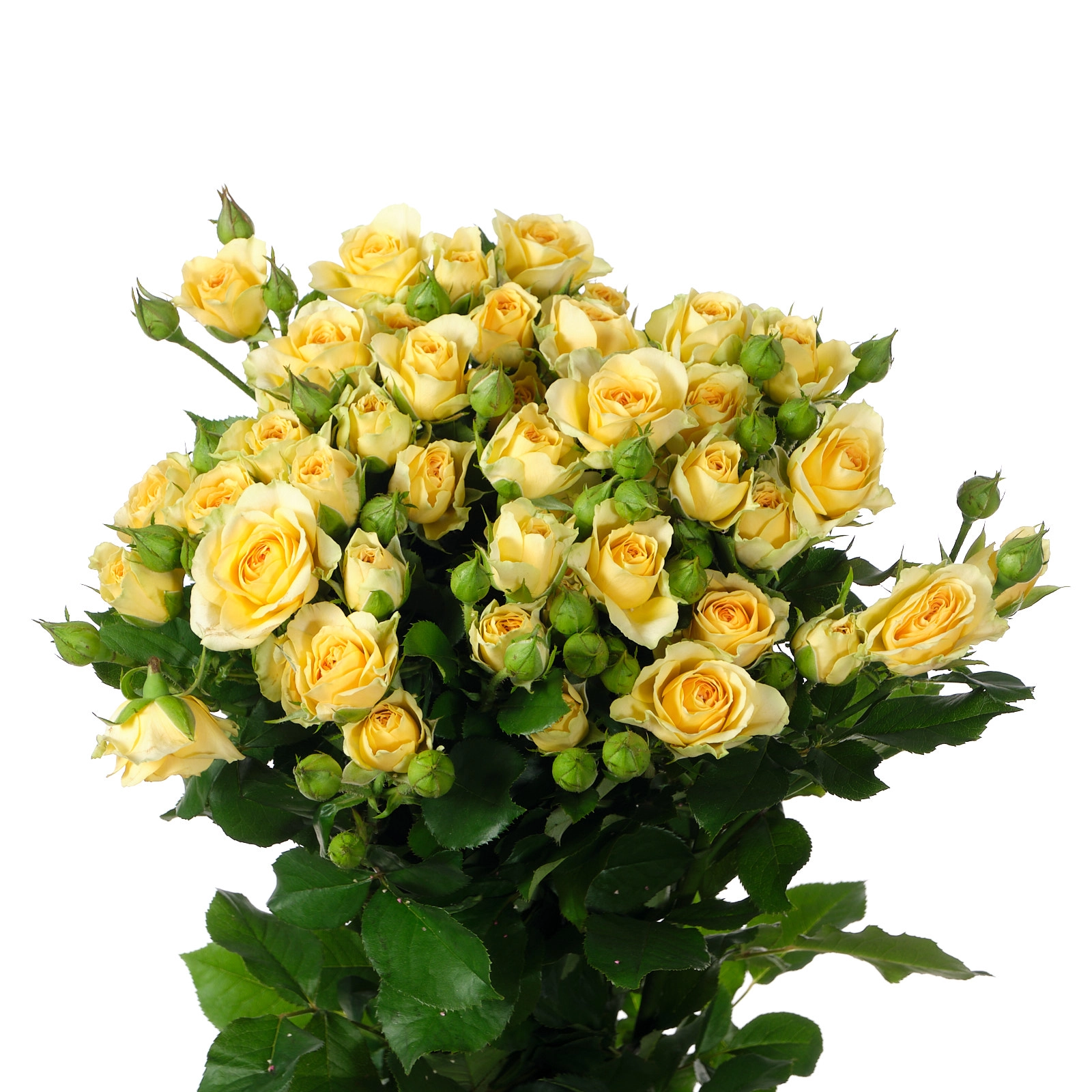 Rose spray bandolero | Wholesale flowers, plants and supplies Rose spray bandolero