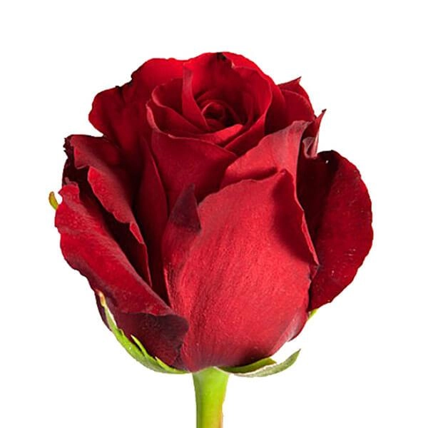 Rose sexy red
