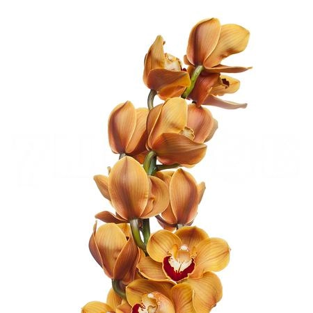 Cymbidium mighty karen renйs wish