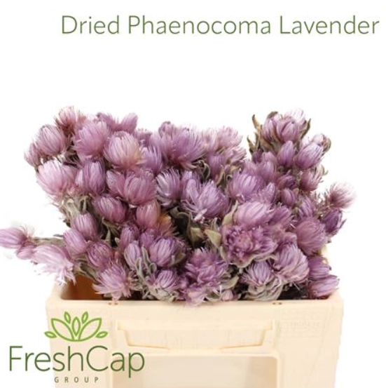 Phaenocoma dried everlasting lavender