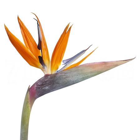 Strelitzia orange