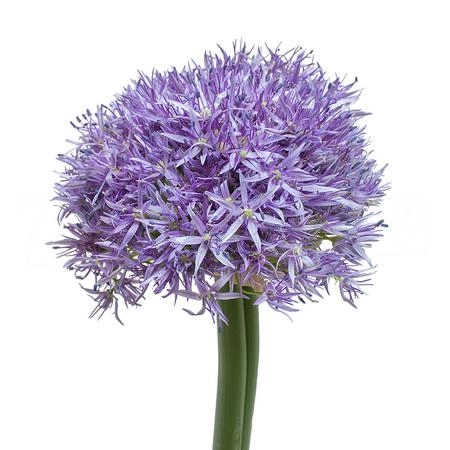 Allium pinball wizard | Wholesale flowers, plants and supplies Allium pinball wizard