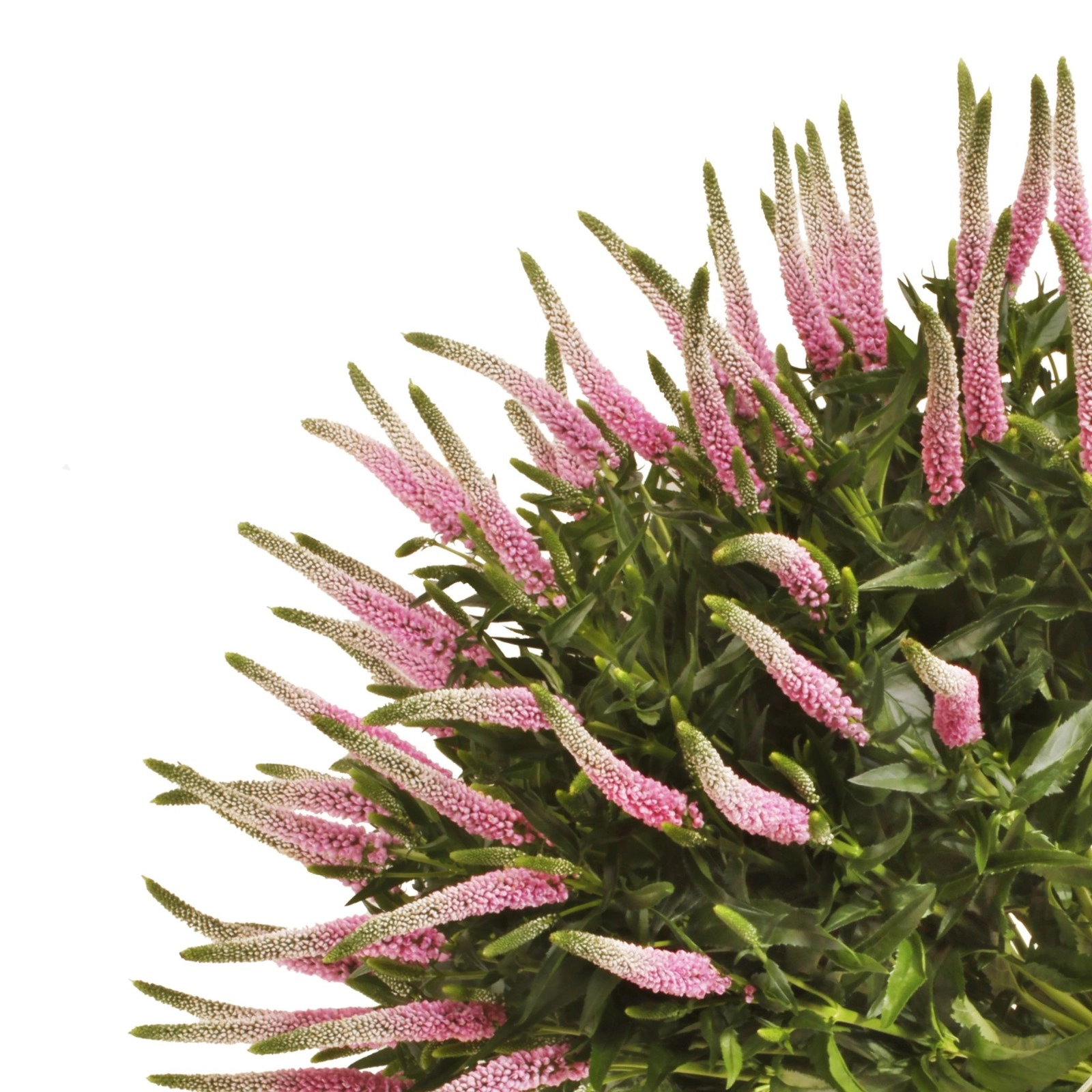 Veronica clea roswitha