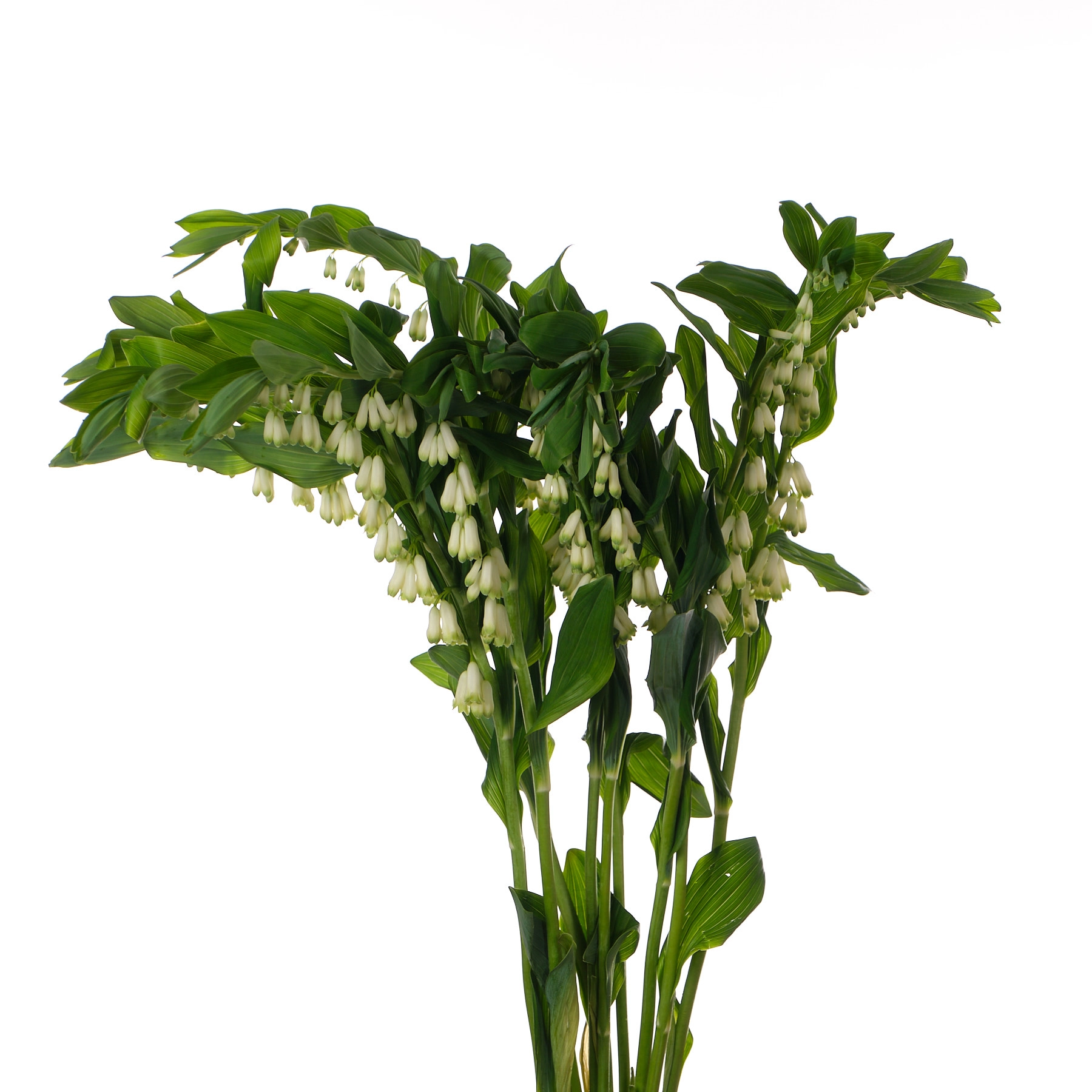 Polygonatum multiflorum