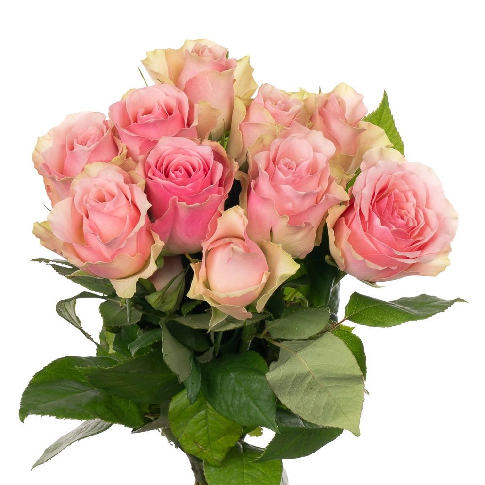 Rose bella rosa