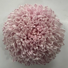Chrysanthemum tinted pale burgundy