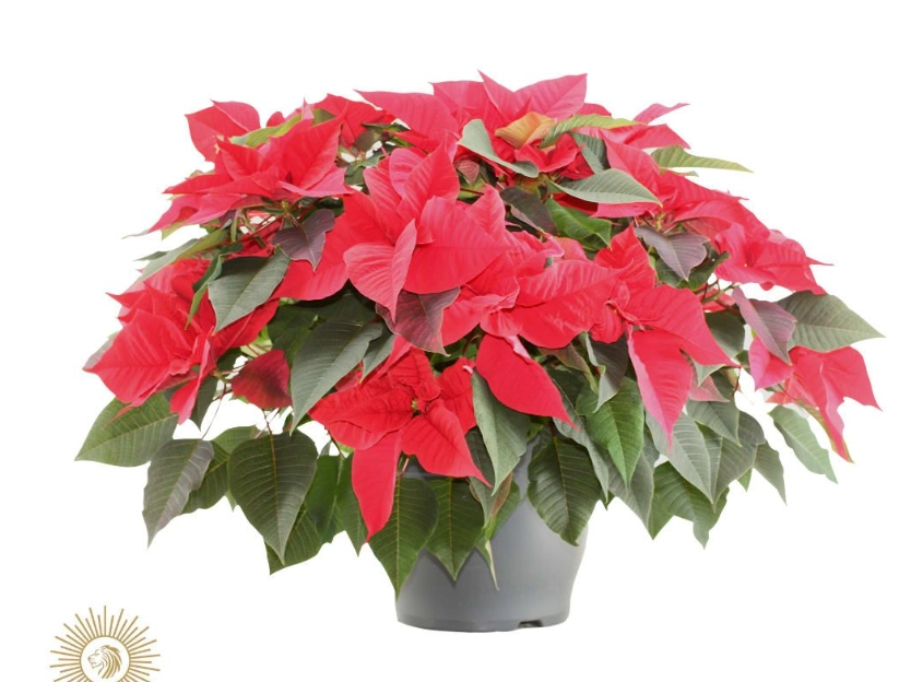 Poinsettia bella italia