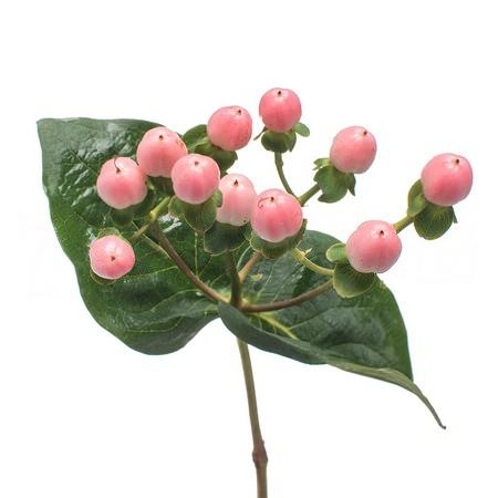 Hypericum coco casino | Wholesale flowers, plants and supplies Hypericum coco casino