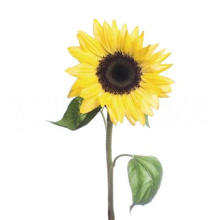 Helianthus sunrich lemon