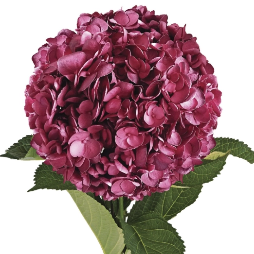 Hydrangea painted burgundy
