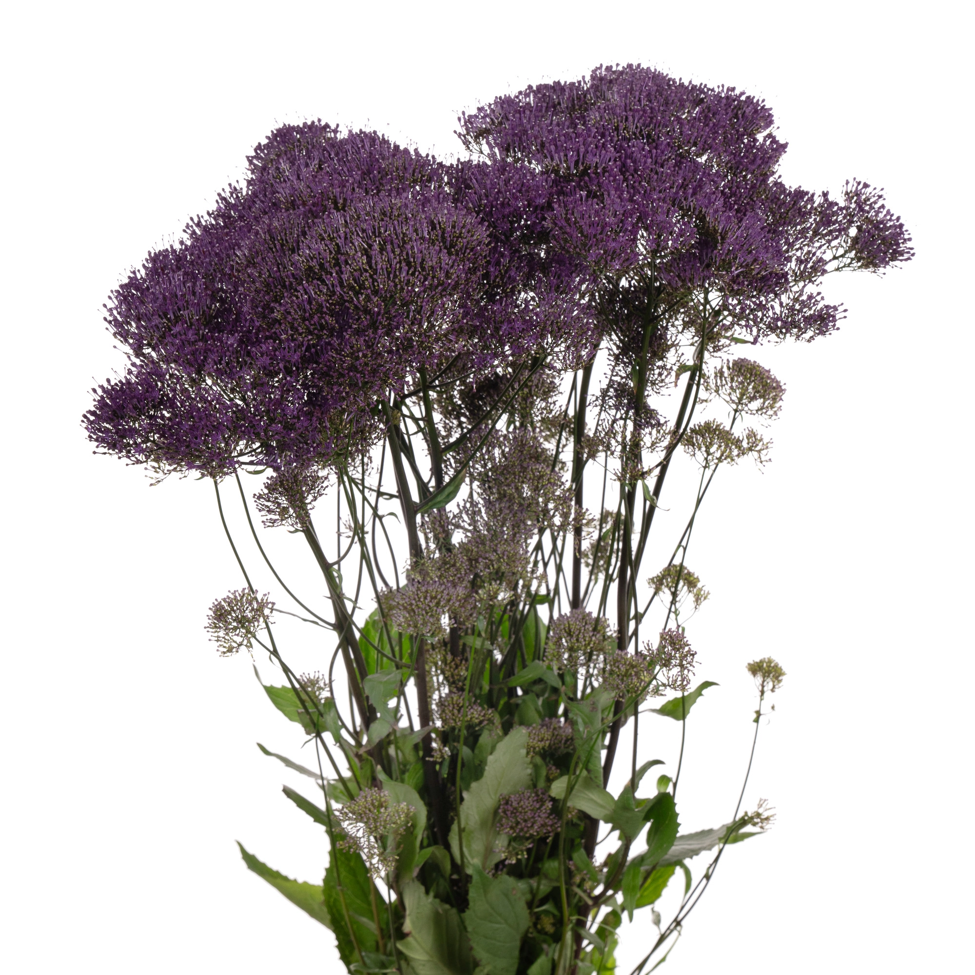 Trachelium purple lake michigan