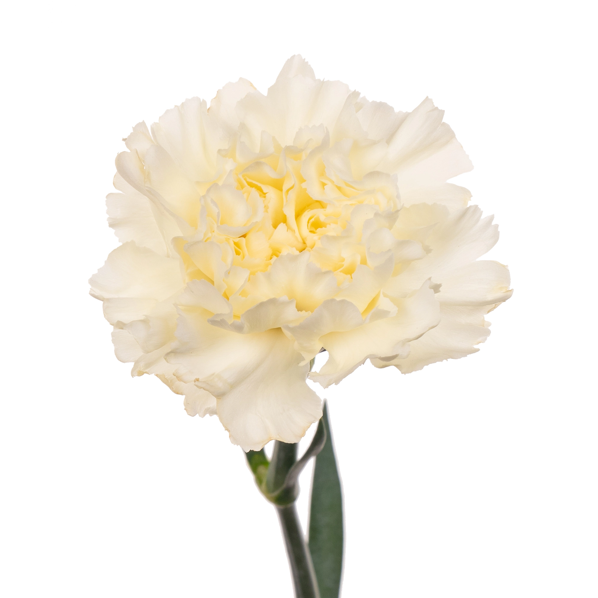 Carnation diletta crema | Wholesale flowers, plants and supplies Carnation diletta crema