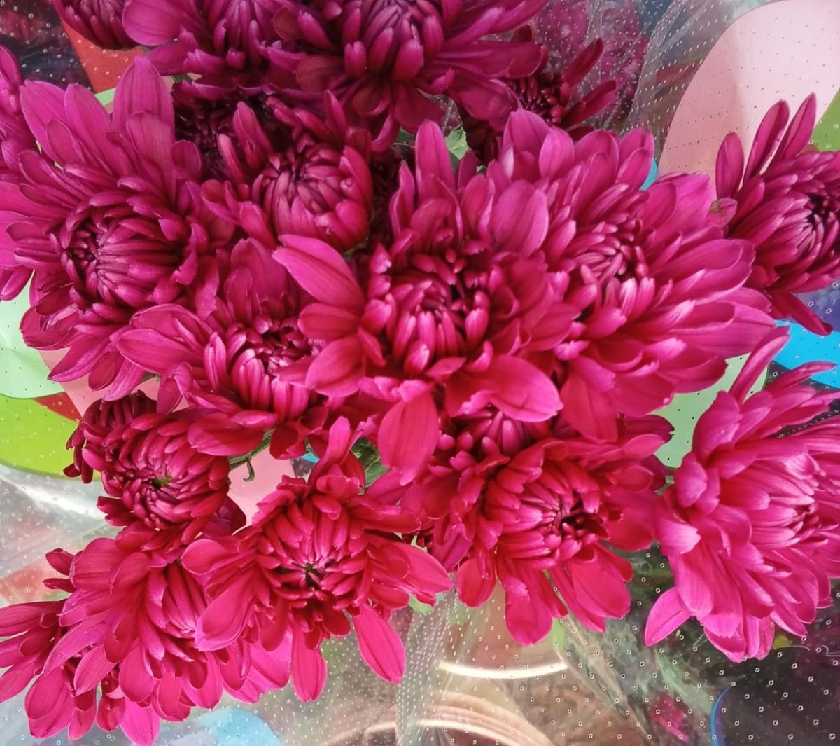 Chrysanthemum spray passion ruby
