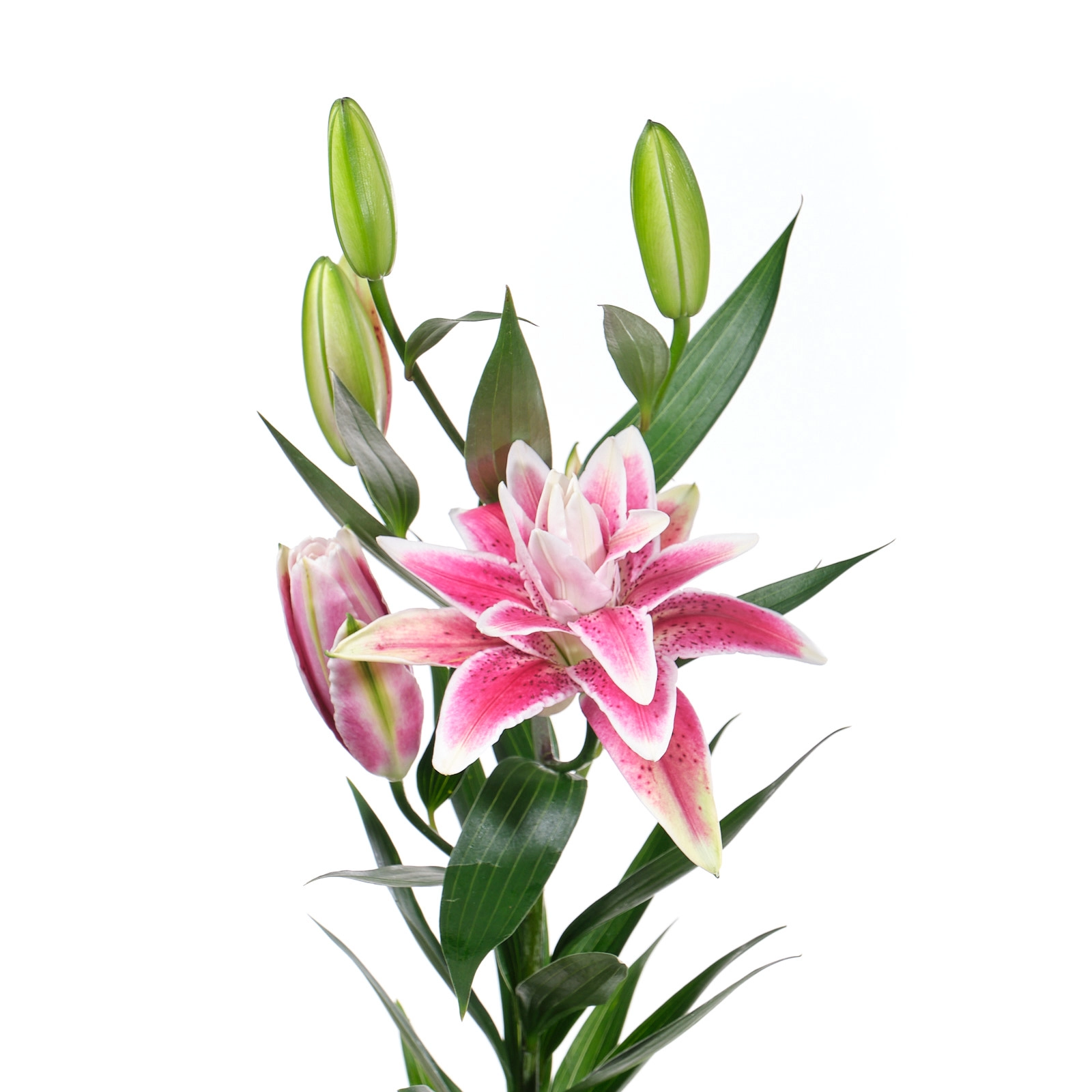 Lilium or roselily thalita | Wholesale flowers, plants and supplies Lilium or roselily thalita