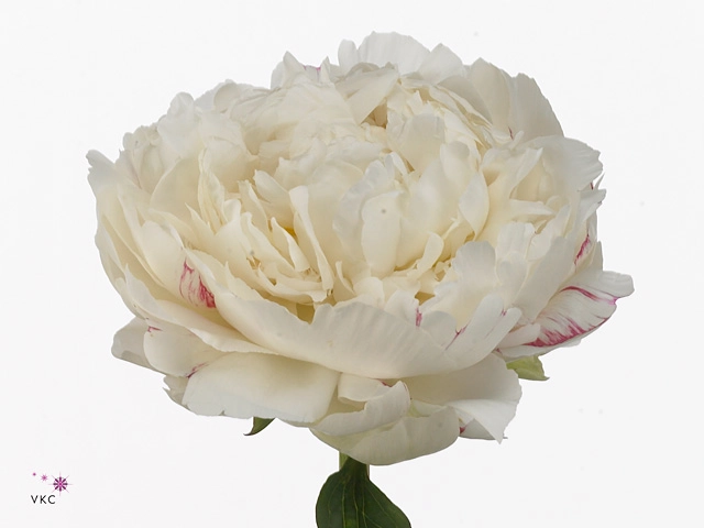 Paeonia snow princess | Wholesale flowers, plants and supplies Paeonia snow princess