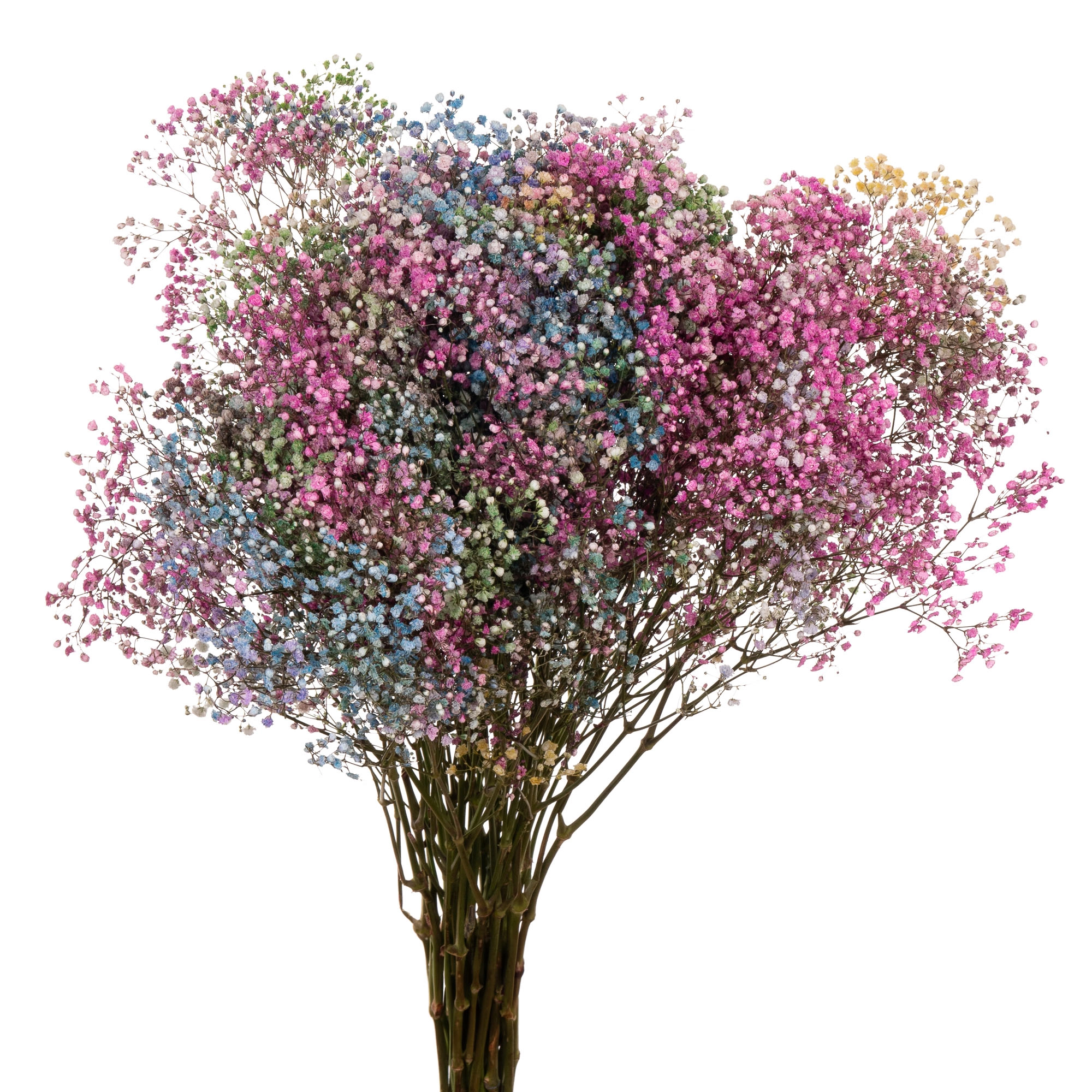 Gypsophila tinted rainbow
