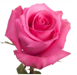 Rose cotton candy | Wholesale flowers, plants and supplies Rose cotton candy