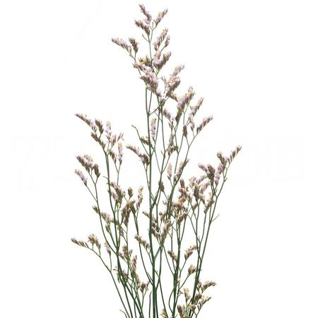 Limonium dark pink