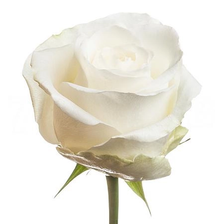 Rose countdown