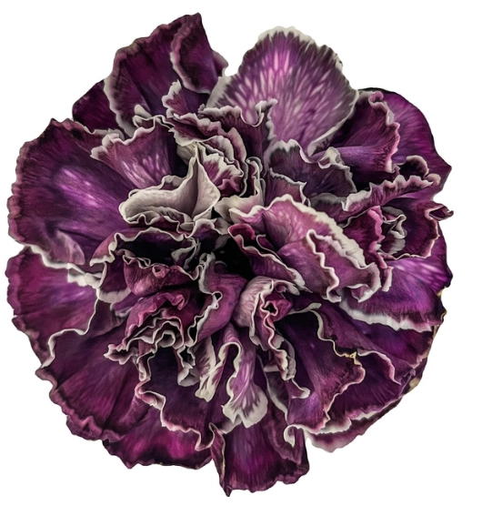 Carnation select tinted cct 010