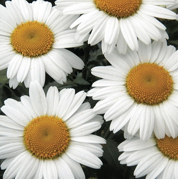 Leucanthemum