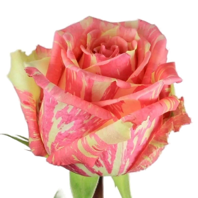 Rose fiesta