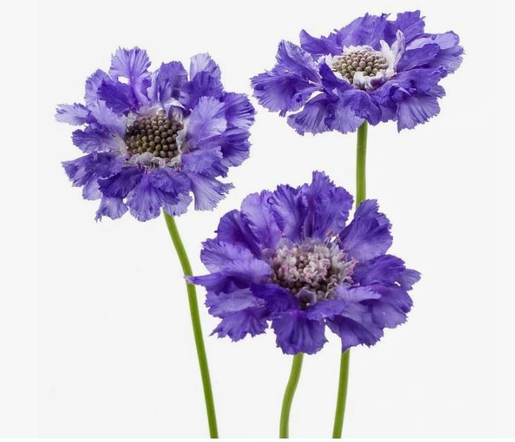 Scabiosa blue