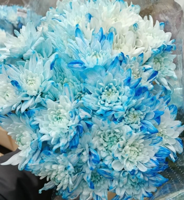 Chrysanthemum tinted spray pina colada blue