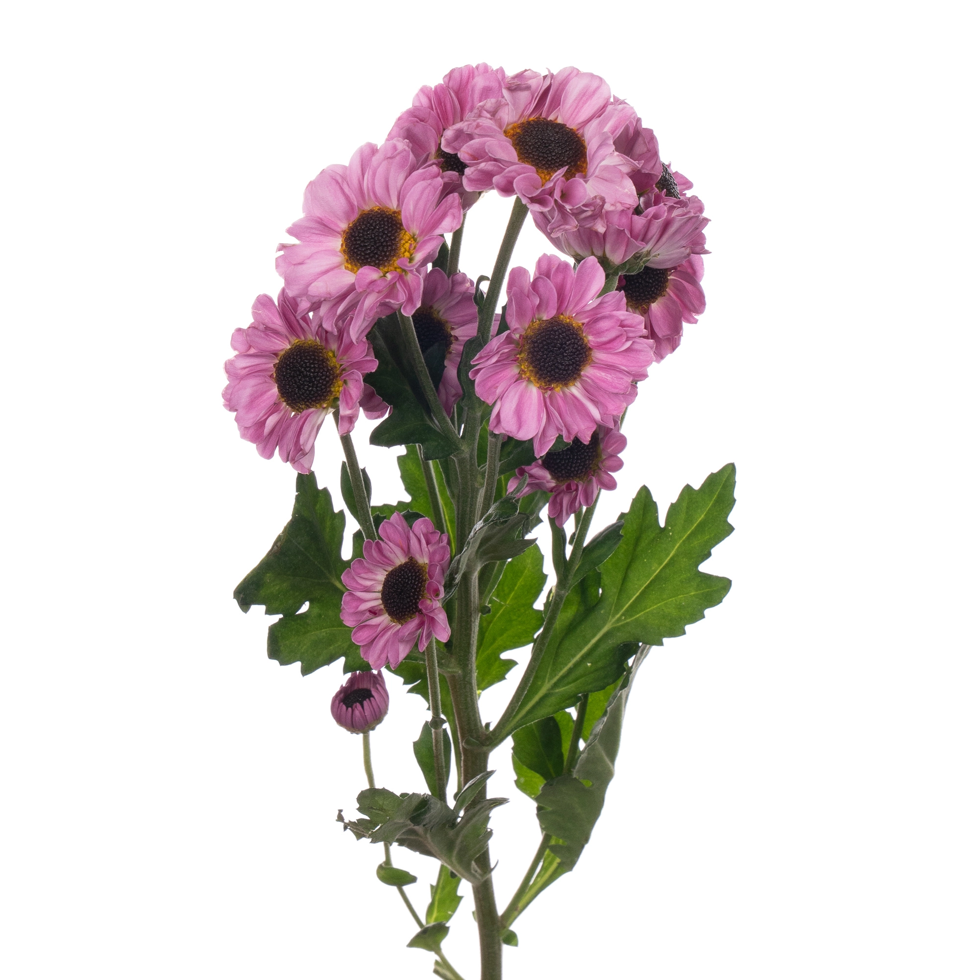 Chrysanthemum santini patrese pink