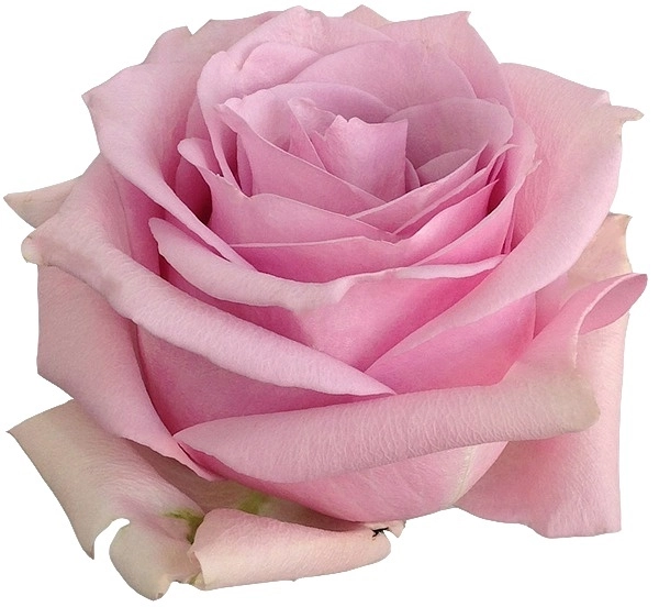 Rose nautica