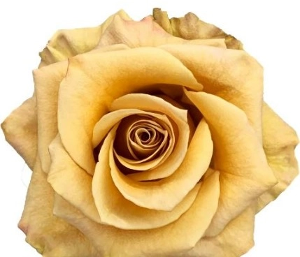 Rose artcaffe