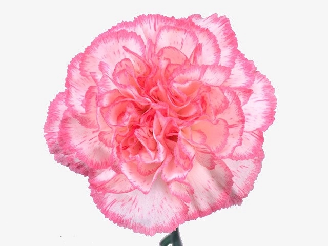 Carnation komachi