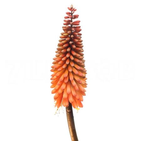 Kniphofia alcazar