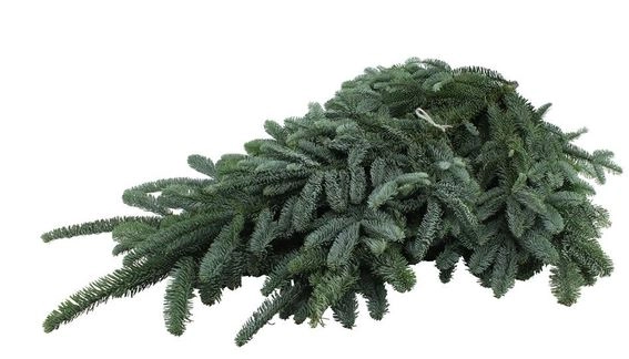Nobilis blue | Wholesale flowers, plants and supplies Nobilis blue
