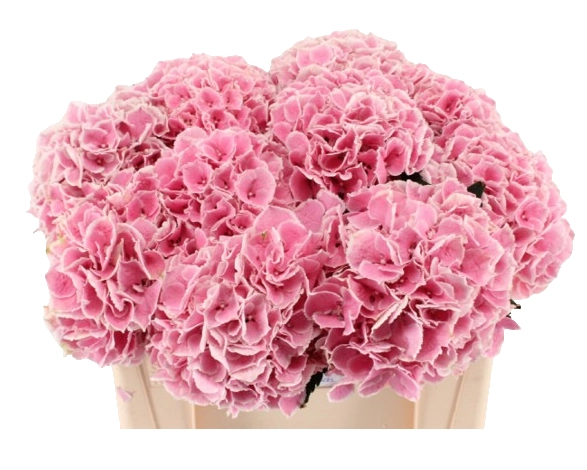 Hydrangea my beautiful rosada