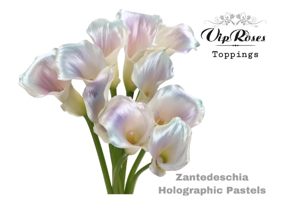 Zantedeschia paint holographic pastels | Wholesale flowers, plants and supplies Zantedeschia paint holographic pastels