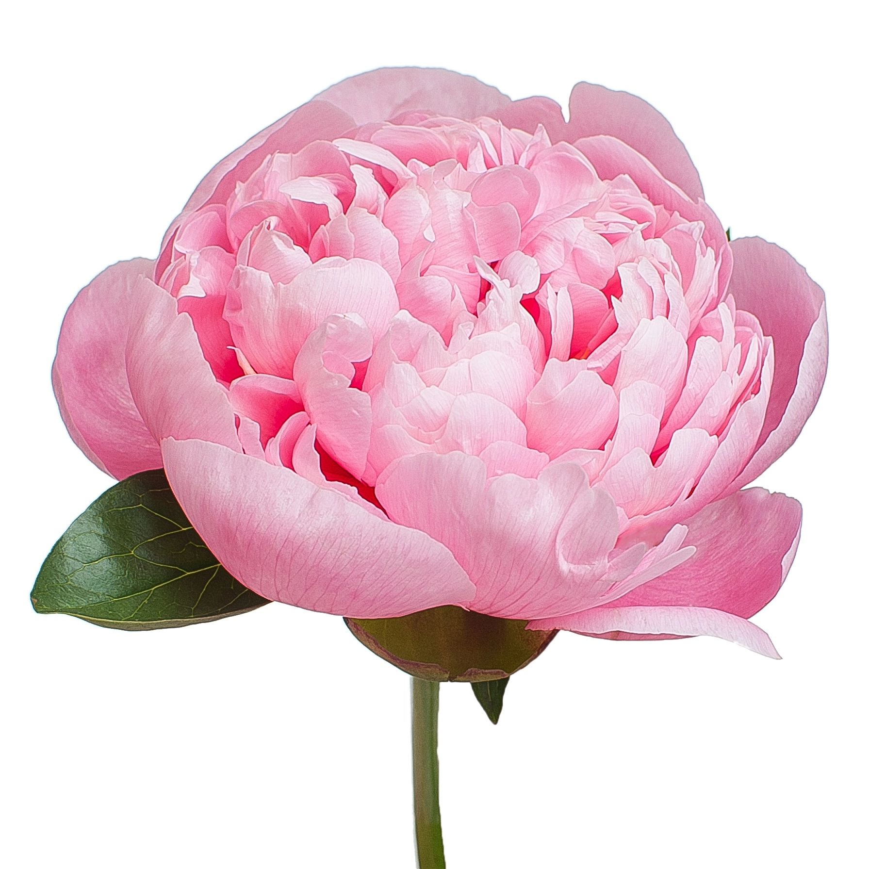 Paeonia etched salmon