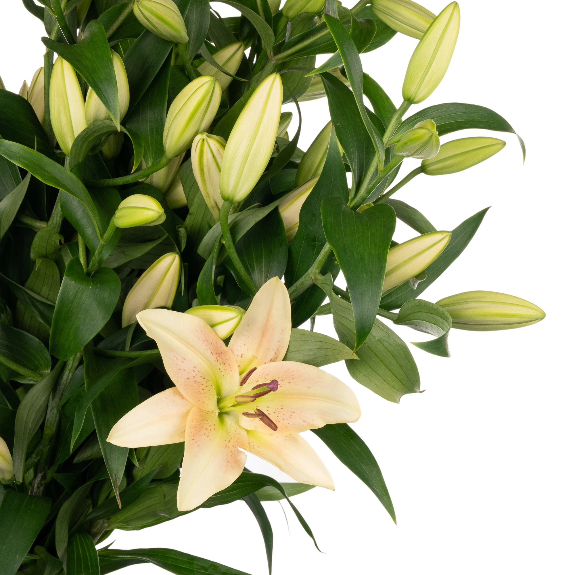 Lilium oriental zelmira