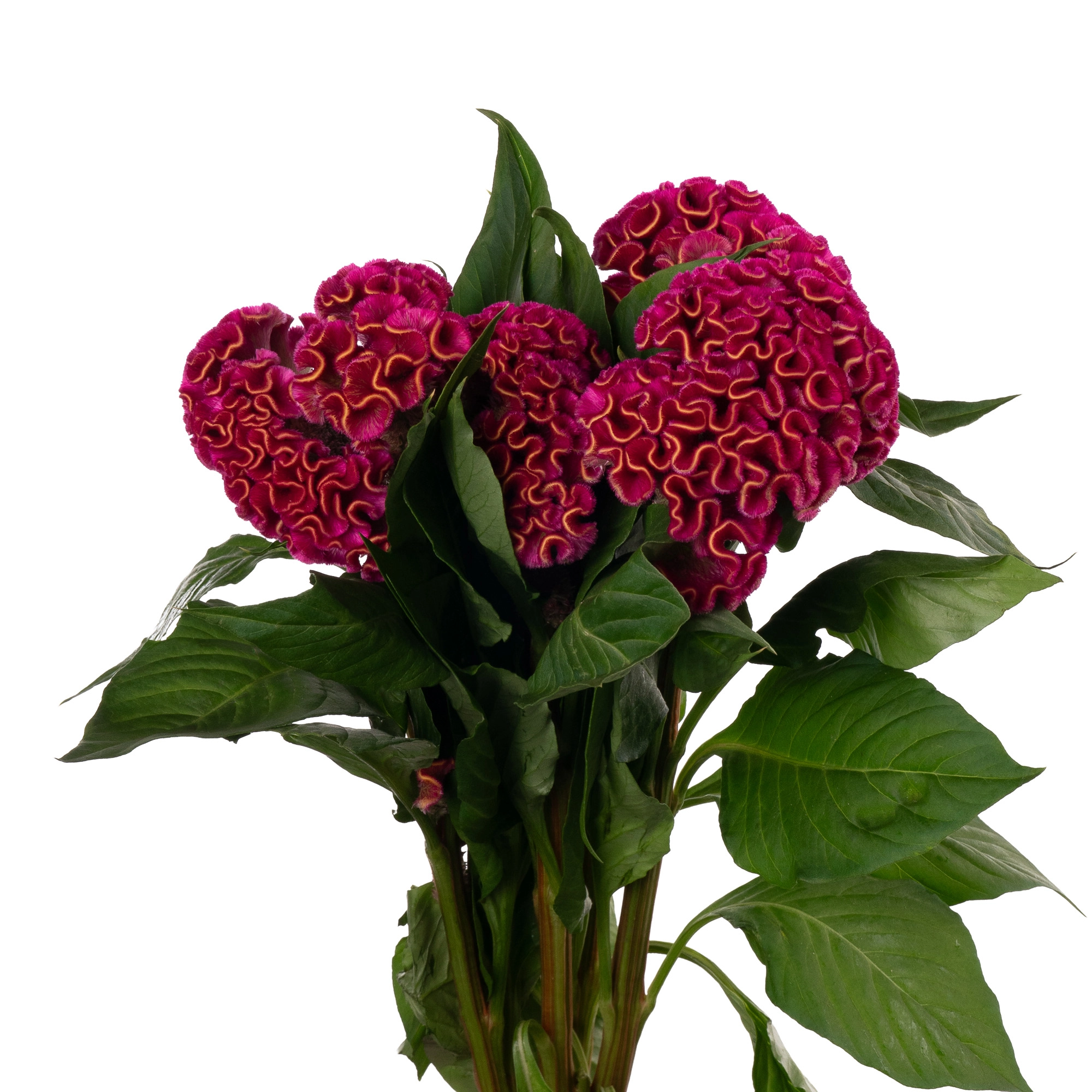 Celosia act rima
