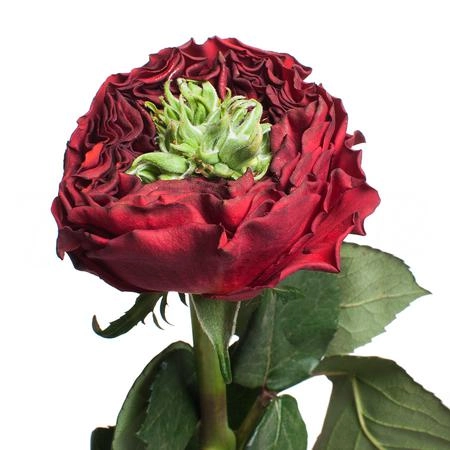 Rose red eye | Wholesale flowers, plants and supplies Rose red eye