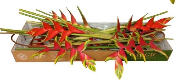 Box Heliconia Mix | Wholesale flowers, plants and supplies Box Heliconia Mix