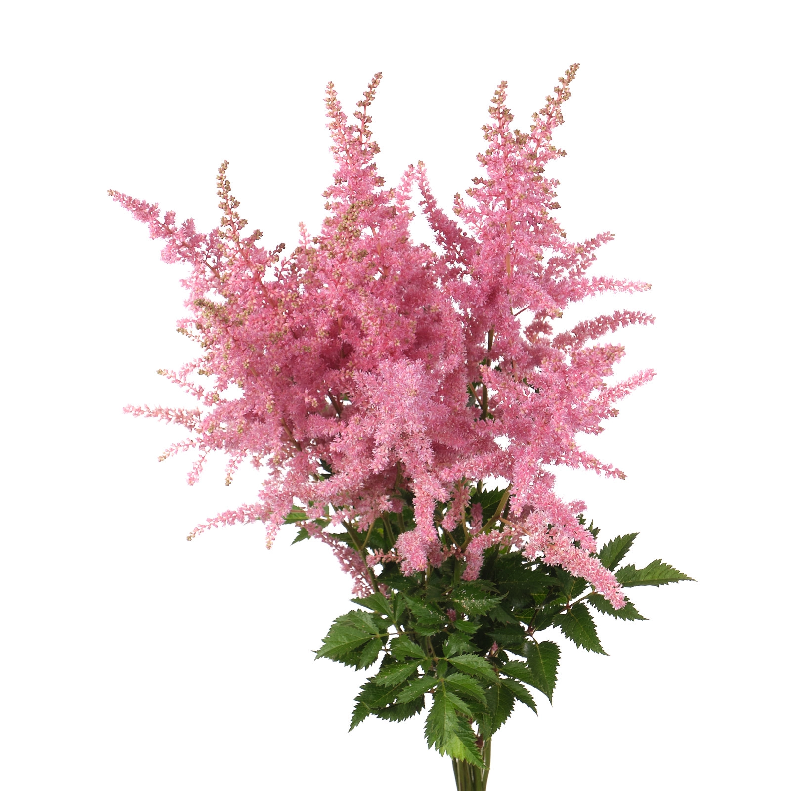 Astilbe cattleya