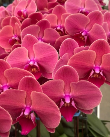Phalaenopsis autumn