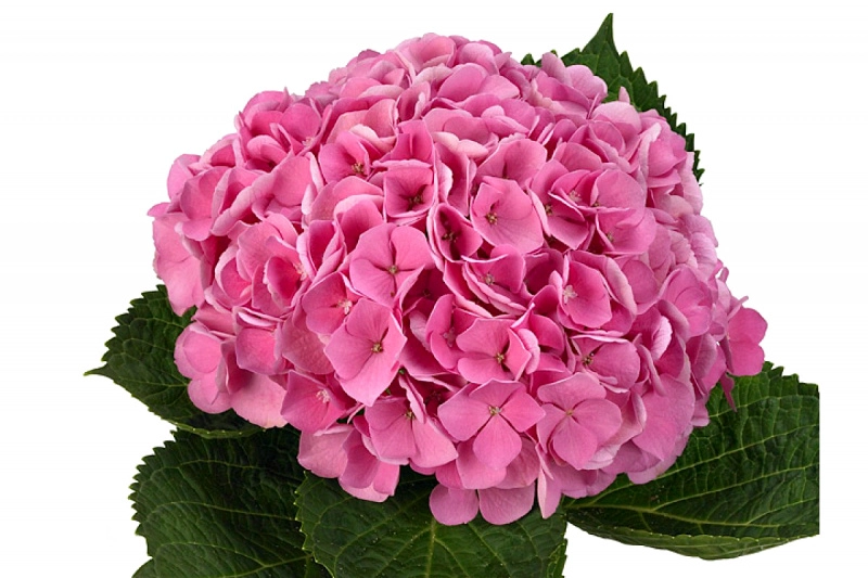 Hydrangea magical opal pink