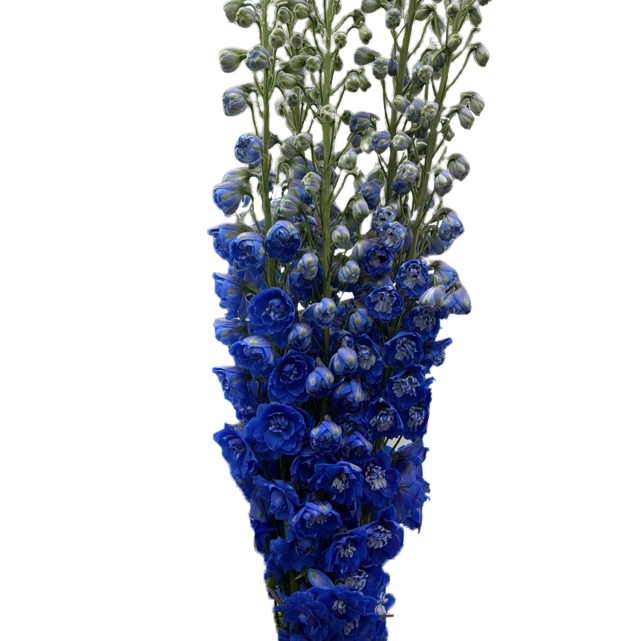 Delphinium royal blue