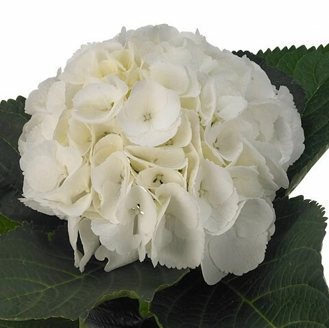 Hydrangea schneeball
