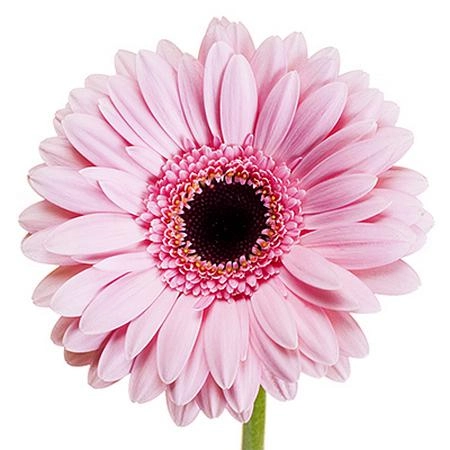 Gerbera mini petticoat