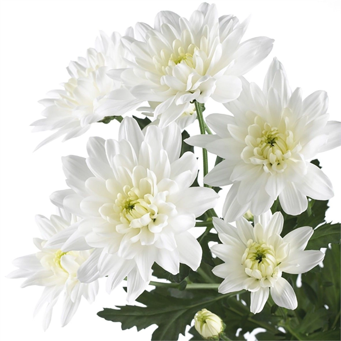 Chrysanthemum spray baltica