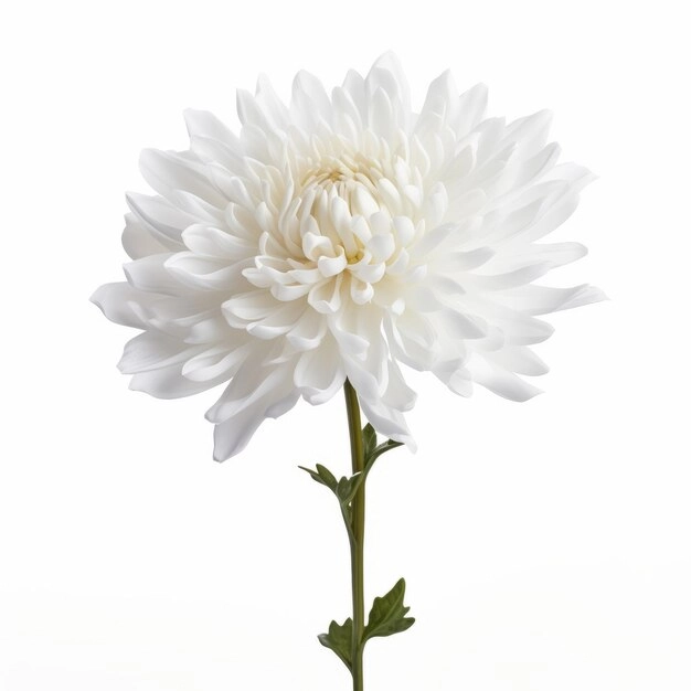 Chrysanthemum kary msky
