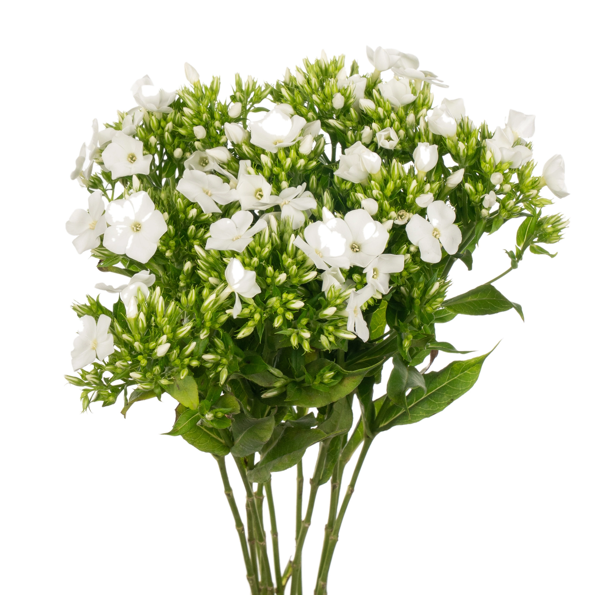 Phlox white cap
